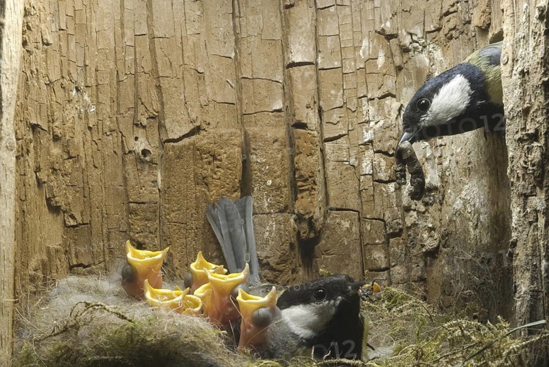 Great Tit (Parus major), Saxony, Germany