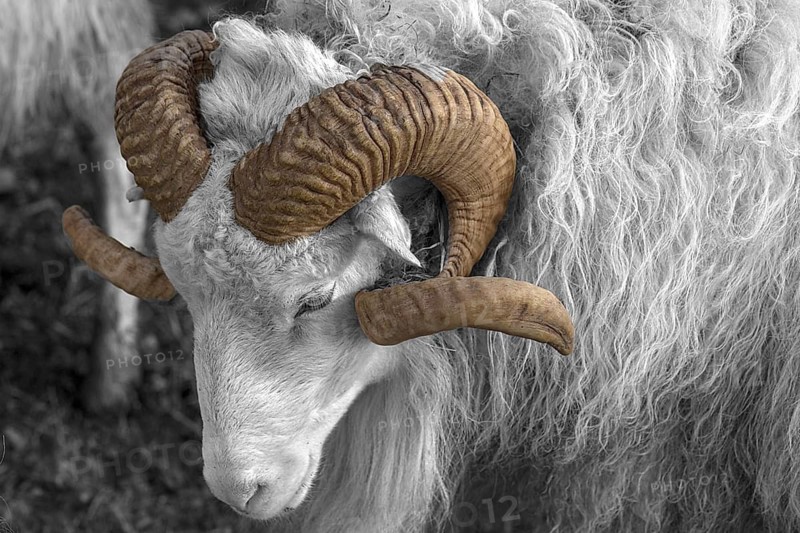 Sheep (Ovis aries), portrait of a male Moorschnucke with horn, Rehna, Mecklenburg-Vorpommern, Germany