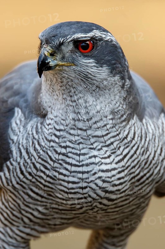 Northern Goshawk (Accipiter gentilis), adult male, Castile and Leon, Spain