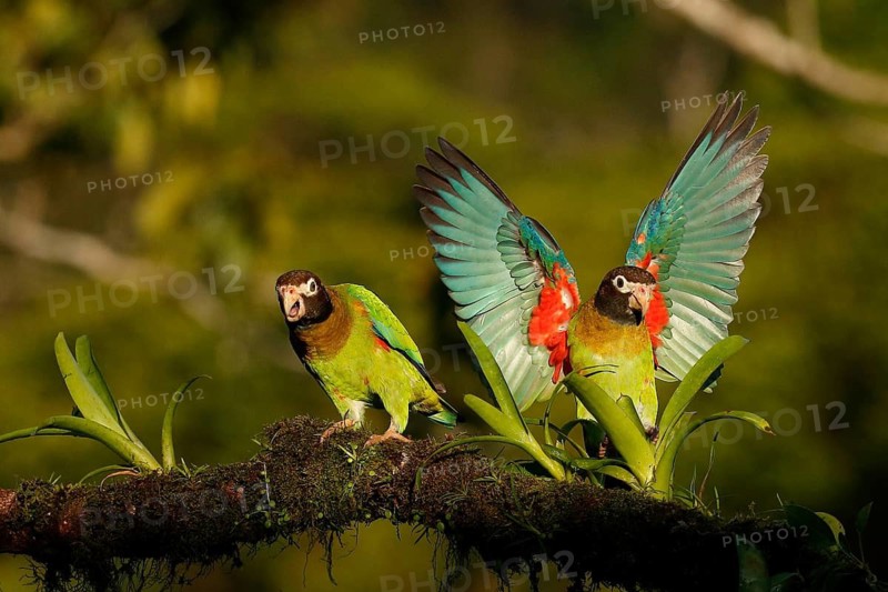 Brown-hooded Parrot (Pyrilia haematotis), Costa Rica