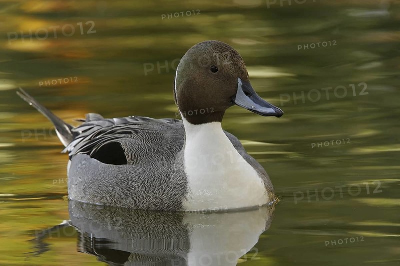 Northern Pintail (Anas acuta) male, Arizona, USA
