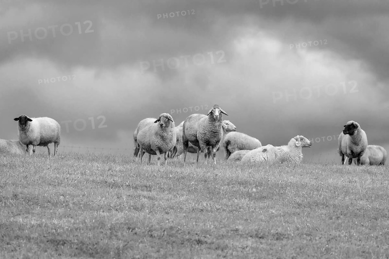 Sheep in the pasture, Middle Franconia, black and white, Bavaria, Germany