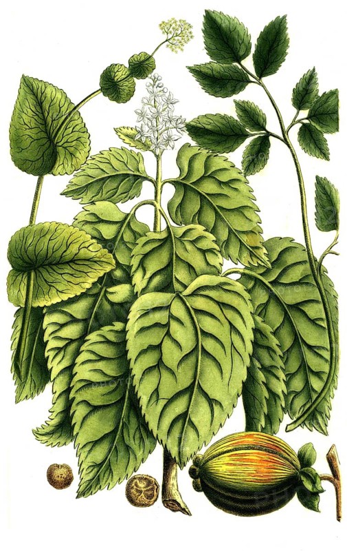 Botany, plants, stalking yellow umbel Smyrnium greticum perfoliatum, majus, nightshade Solanum arborescens molucanum