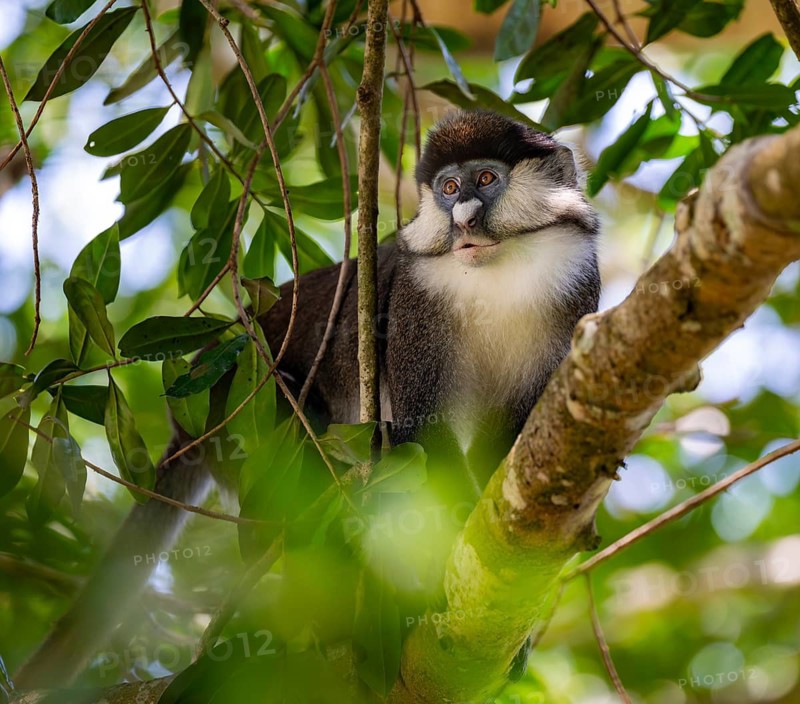 Red-tailed guenon or Congo white-nosed guenon (Cercopithecus ascanius schmidti), sitting on a tree, Bigodi, Western Region, Uganda