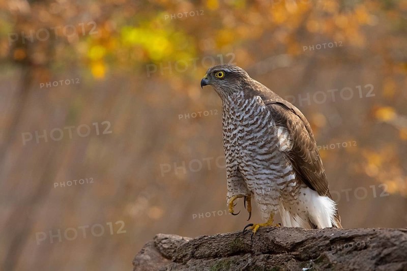 Eurasian Sparrowhawk (Accipiter nisus), Subotica, Serbia