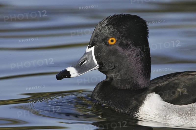 Ring-necked Duck (Aythya collaris) male, Arizona, USA
