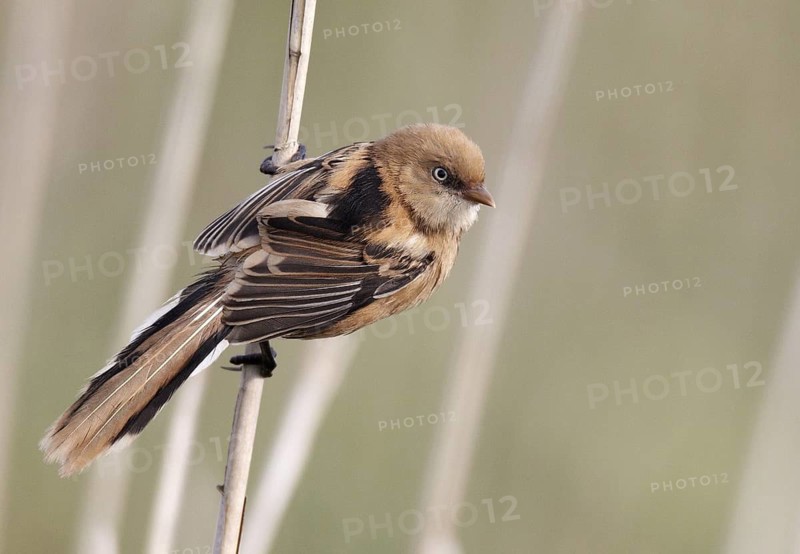 Bearded Reedling (Panurus biarmicus) juvenile, Mecklenburg-Western, Pomerania, Germany