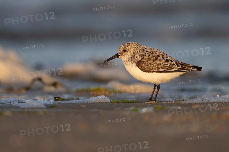 Avocet (Recurvirostra avosetta), Texel, Netherlands