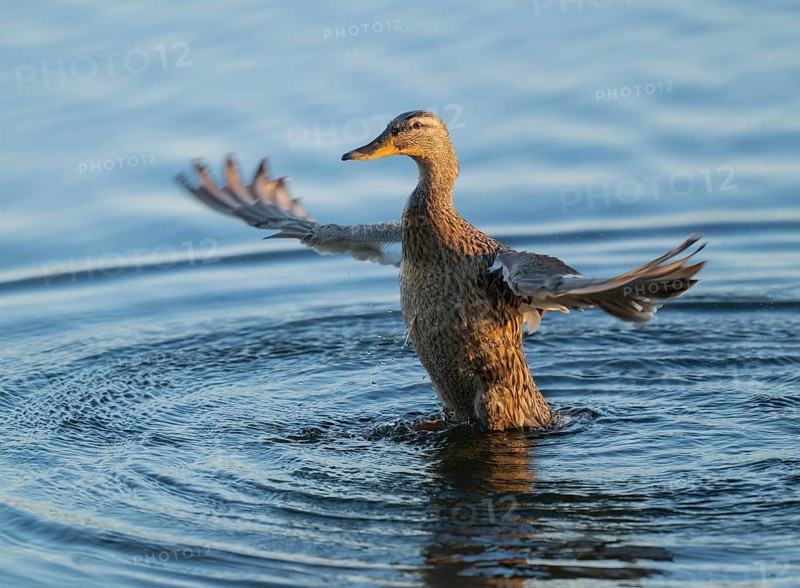 Mallard (Anas platyrhynchos), female, on a lake, flapping her wings, blue water, Lower Saxony, Germany