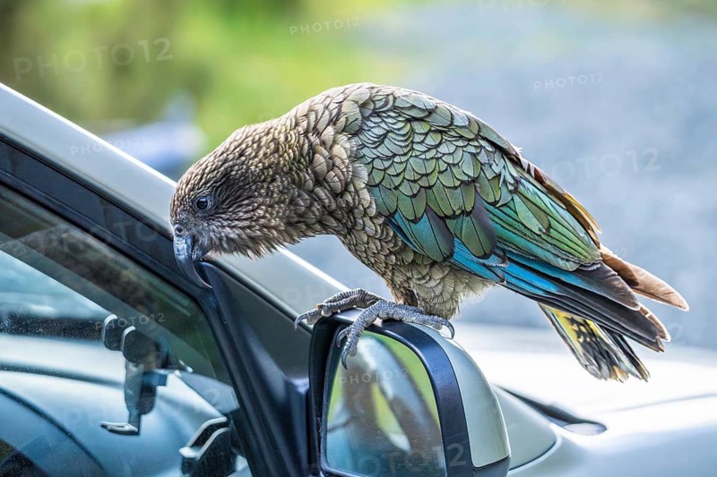 A Kea sits on a car's exterior mirror. Milford Road, Fiordland National Park, Southland Region, South Island, New Zealand
