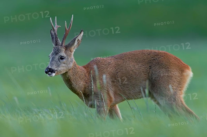 Roebuck (Capreolus capreolus) in the evening in a meadow, leaf time, mating season, August, Germany