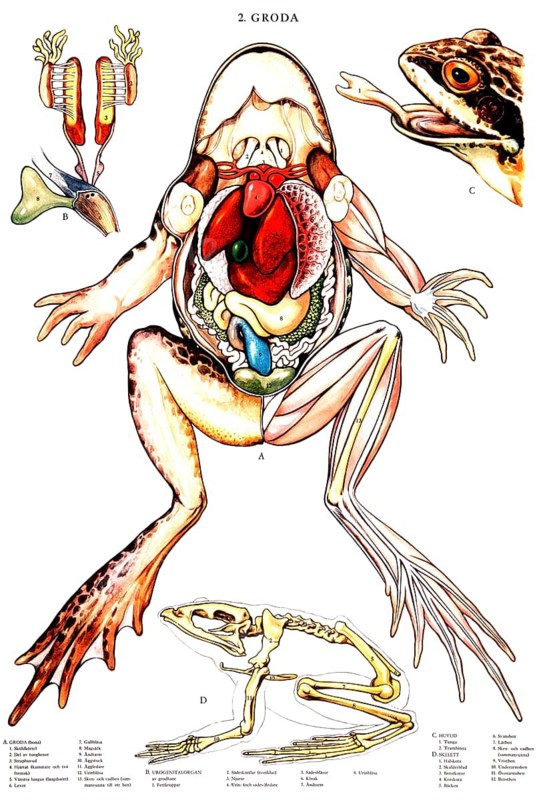 Anatomical diagram of a frog depicting various aspects of the animal. It shows the internal organs, the head, the skeleton and the genitourinary organs, reproduction of a historical school painting, mural or teaching board, authentic, exact date unknown