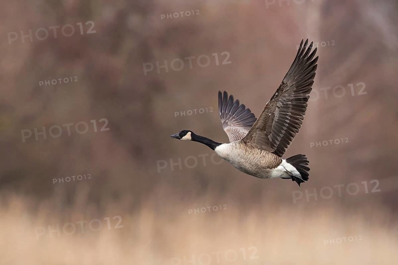 Canada Goose (Branta canadensis) flying, Baden-Wuerttemberg, Germany