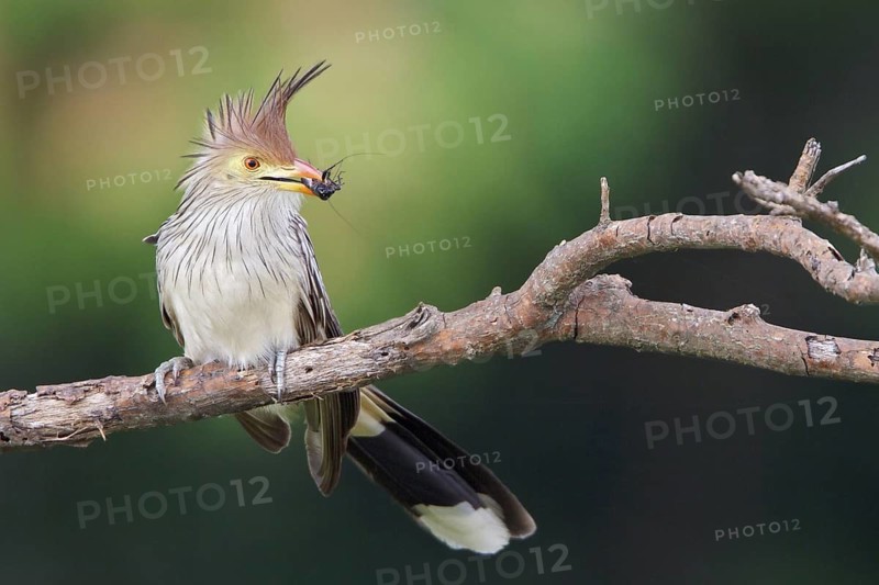 Guira Cuckoo (Guira guira) perched on a branch in Bolivia, South America