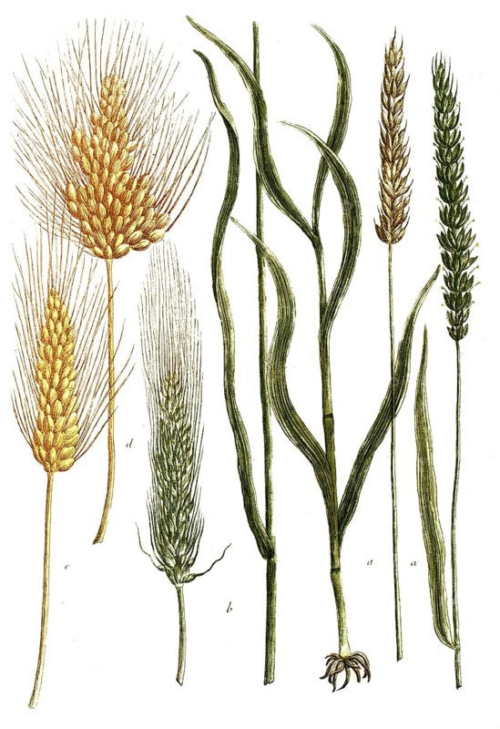 Botany, plants, triticum, a. hibernum, b. aristis circumavalatum, c, aristis longioribus, d. rufum