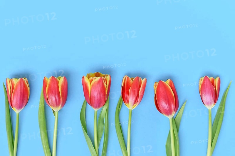 Dark pink tulip flowers with yellow tips on blue background. Floral spring background with copy space