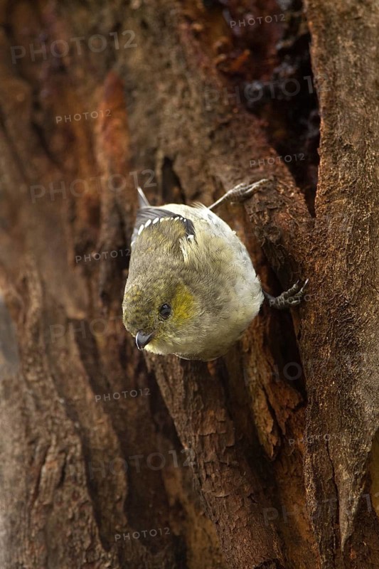Forty-spotted Pardalote (Pardalotus quadragintus), Tasmania, Australia