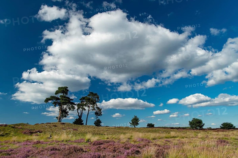 Flowering heather (Calluna vulgaris), heathland in De Hoge Veluwe National Park, Hoenderloo, Gelderland, Netherlands