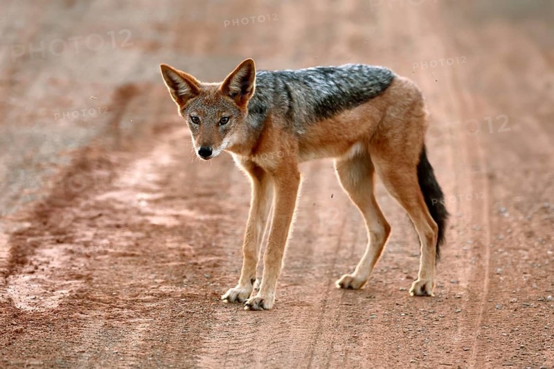 Black-backed jackal (Lupulella mesomelas), adult, alert, stalking, foraging, roadway, track, Mokala National Park, Northern Cape, South Africa