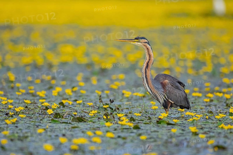 Purple heron (Ardea purpurea) Hungary