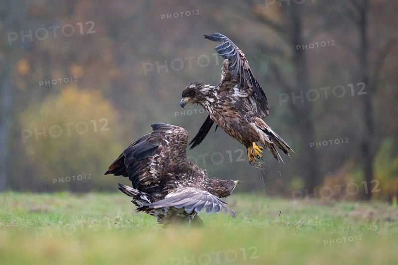 White-tailed eagle (Haliaeetus albicilla), juvenile, young white-tailed eagle in forest clearing with threatening gesture during approach, Podlaskie Voivodeship, Poland