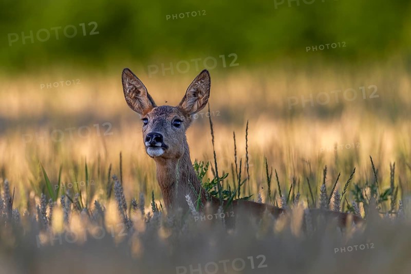 A doe (Capreolus capreolus) stands barking, also known as a scare, in a wheat field, because despite good camouflage the photographer was discovered, the barking itself sounds almost like that of a dog, scare, alarm, warn, July, Germany