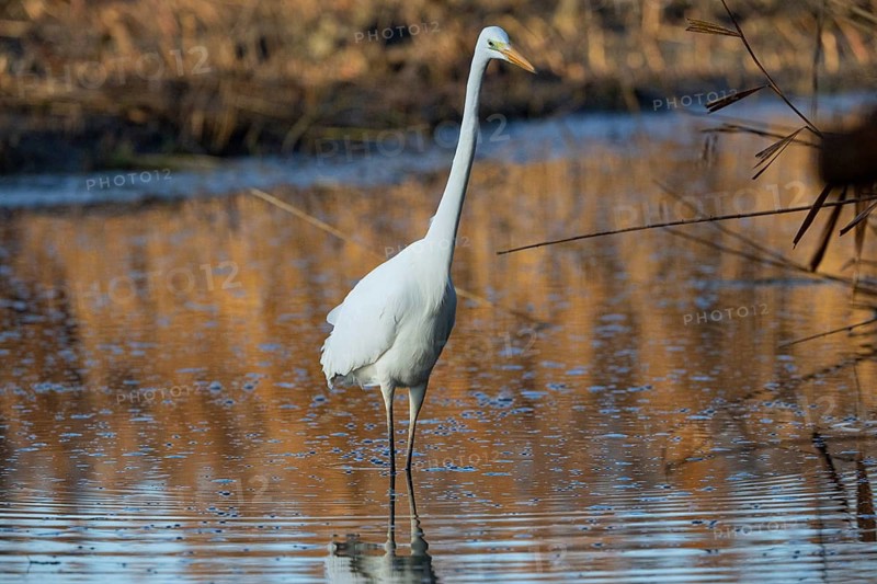 Great White Egret (Egretta alba) Germany