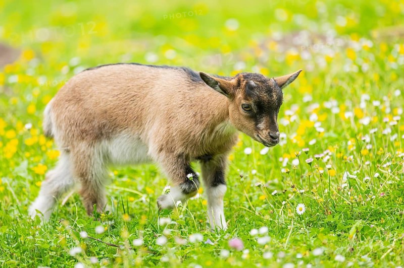 Domestic goat (Capra aegagrus hircus) kid walking on a meadow in spring, Bavaria, Germany