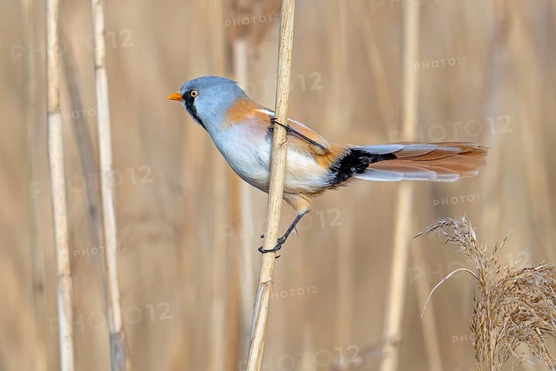 Bearded reedling, bearded tit (Panurus biarmicus) adult male perched on reed stem while foraging in reedbed at wetland in spring