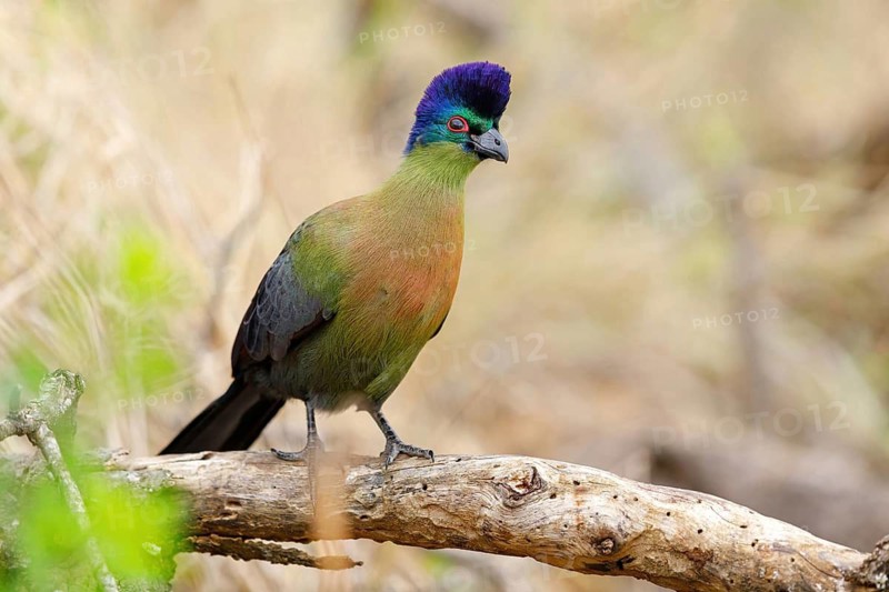 Purple-crested Turaco, Violet-crested Turaco, (Gallirex porphyreolophus), Musophaga porphyreolopha, Tauraco porphyreolophus, Turaco crestimorado, Mkuze Game Reserve, Mkuze, KwaZulu-Natal, South Africa