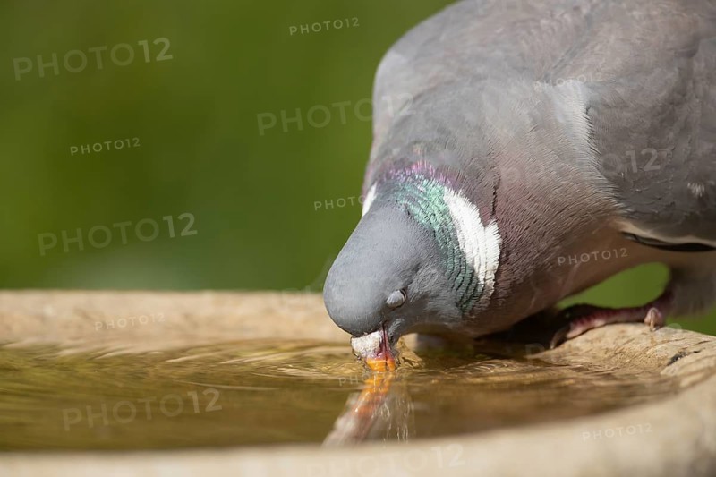 Wood pigeon (Columba palumbus) adult garden bird drinking water from a bird bath, Suffolk, England, United Kingdom
