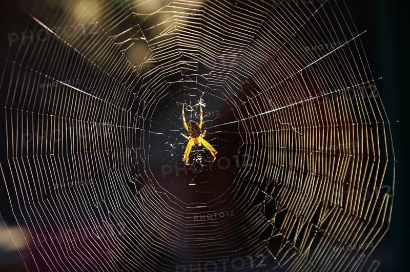 Cross spiders (Araneus), spider web, illuminated, sunlight, The spider sits in the centre of the spider web. The animal and the threads glow in the backlight of the sun