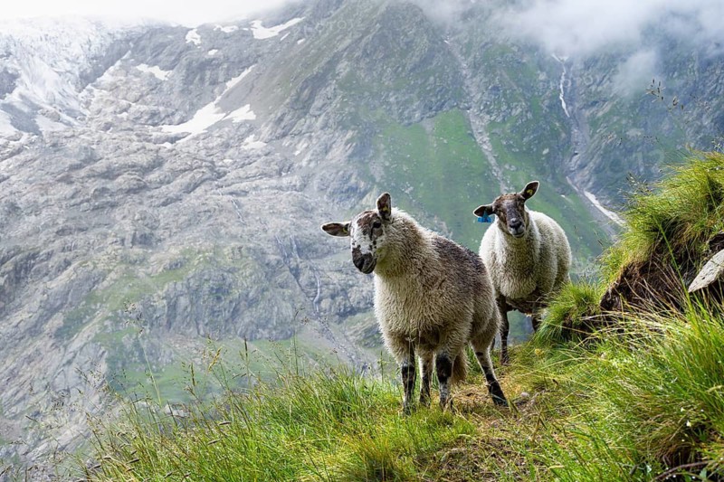 Two sheep (Ovis gmelini aries) on a steep mountain meadow, cloudy mountain landscape, Bernese Alps, Bernese Oberland, Switzerland