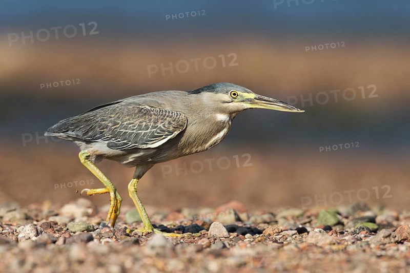Striated Heron (Butorides striata) hunting, Eilat, Israel