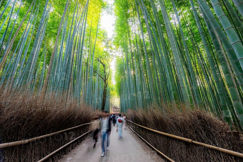 Visitors on their way through bamboo forest, motion blur, long exposure, towering bamboo stems in Arashiyama bamboo forest, Kyoto, Japan
