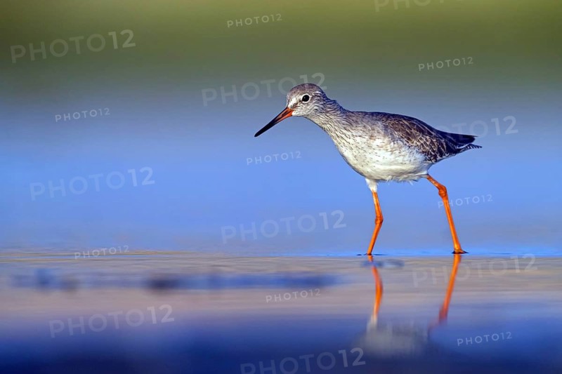 Redshank, (Tringa totanus), Animals, Birds, Snipe family, Raysut, Salalah, Sohar, Oman