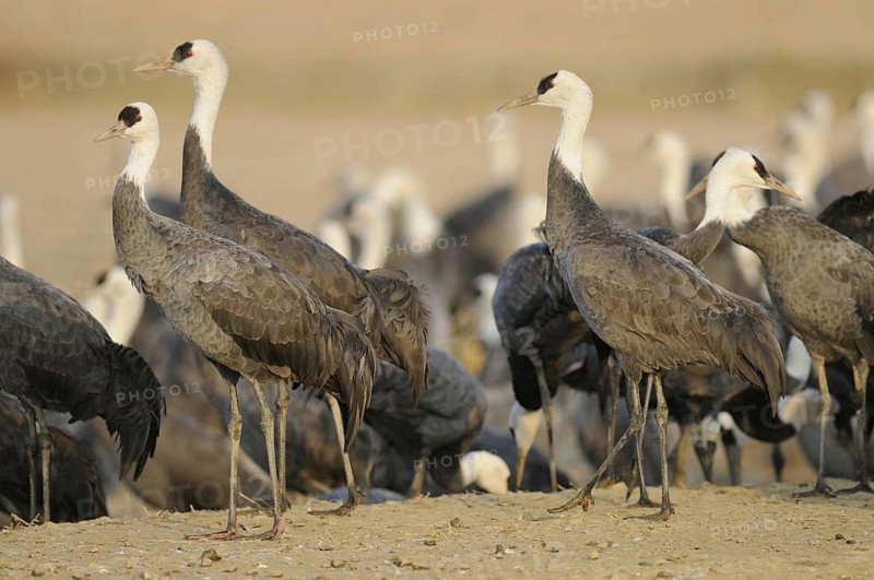 Hooded Crane (Grus monacha), Arasaki, Japan