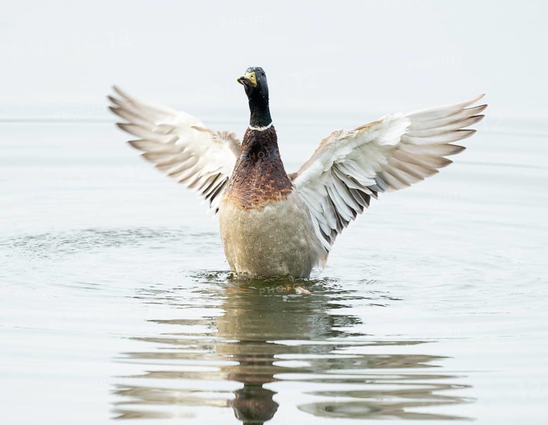 Mallard (Anas platyrhynchos), male, on a lake, flapping his wings, Lower Saxony, Germany