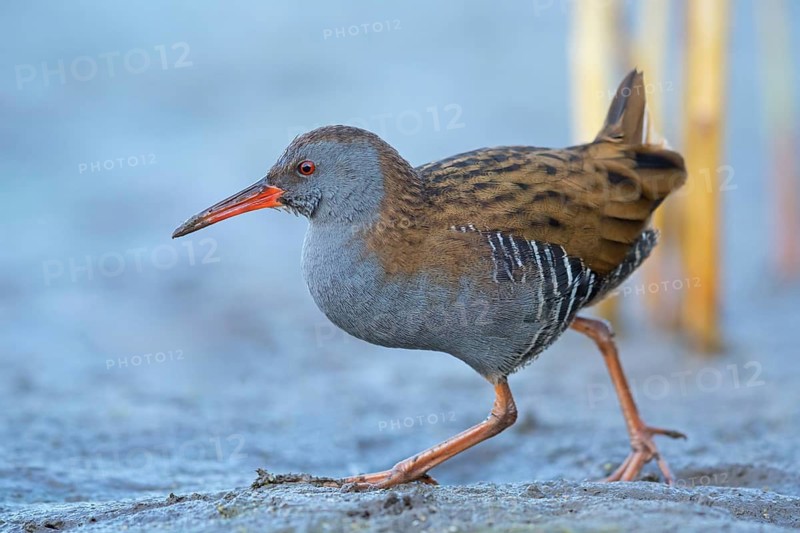 Water rail, (Rallus aquaticus), biotope, habitat, animal, animals, birds, rail family, Der Spieß nature reserve, Worms district, Rhineland-Palatinate, Germany