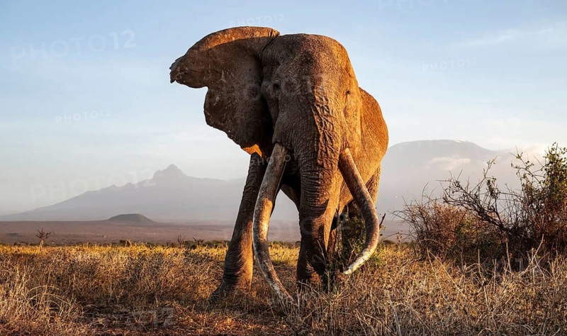 African elephant (Loxodonta africana) with Kilimanjaro, the famous Super Tusker elephant Craig, old male with long tusks, evening light, Amboseli, Kajiado County, Kenya