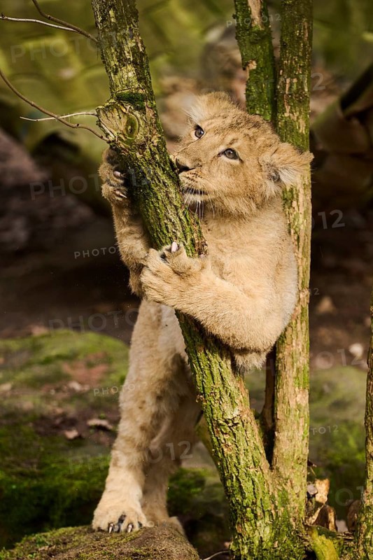 Asiatic lion (Panthera leo persica) climbing a small tree, captive