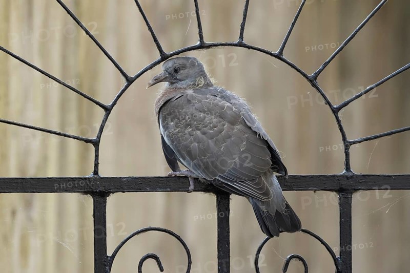 Wood pigeon (Columba palumbus) juvenile baby squab bird on a garden metal garden gate, Suffolk, England, United Kingdom