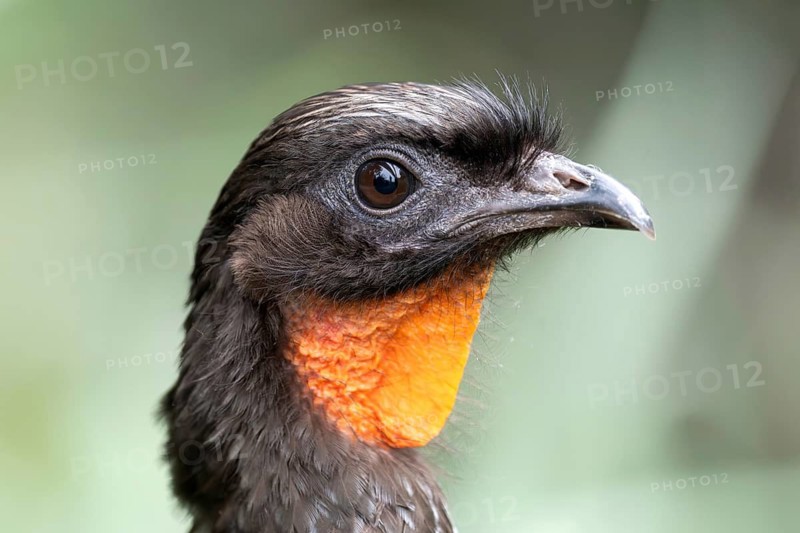 Portrait of a bronze guan (Penelope obscura)