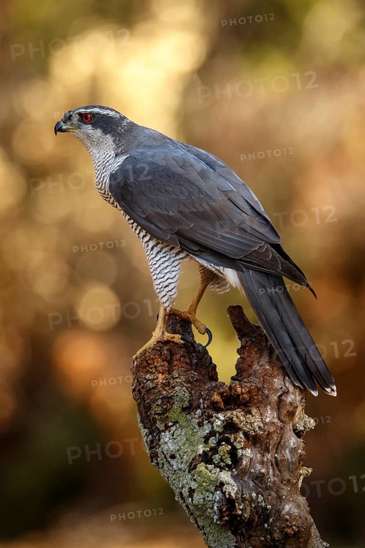 Northern Goshawk (Accipiter gentilis), adult male, Castile and Leon, Spain