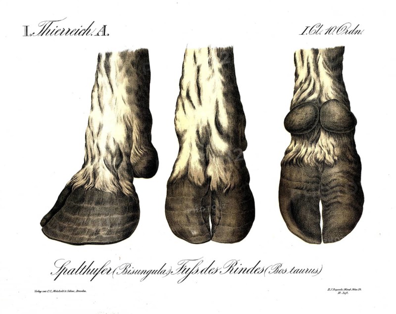 Animal kingdom, anatomy, fission bank, bisungula, foot of the cow, Bos taurus, reproduction of a historical school painting, mural or teaching board, authentic, exact date unknown