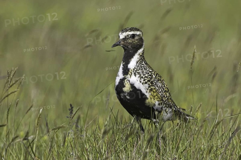 European Golden Plover (Pluvialis apricaria), Iceland