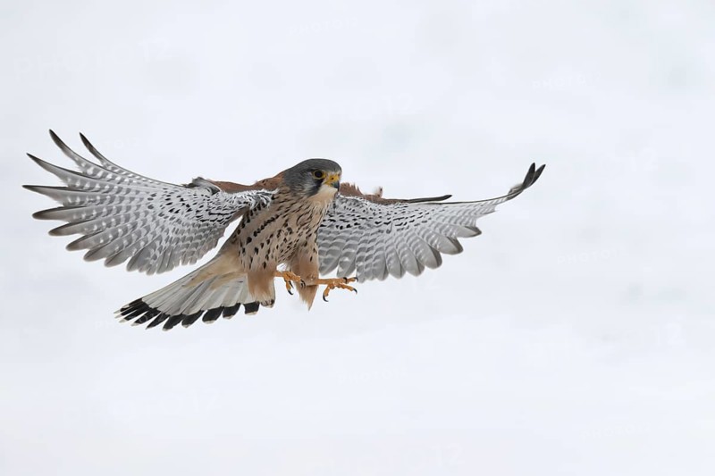 Kestrel (Falco tinnunculus) in the snow, Bitburg, Rhineland-Palatinate, Germany