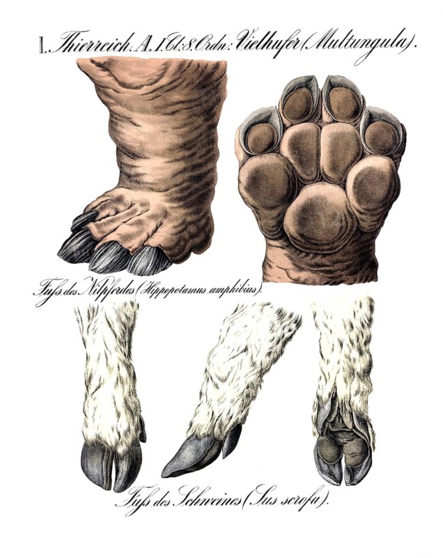 Anatomy, animal kingdom, multungula, foot of hippopotamus amphibius and foot of pig, sus scrofa, reproduction of a historical school picture, mural or teaching board, authentic, exact date unknown