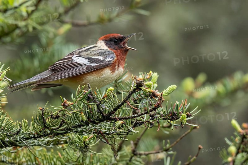 Bay-breasted Warbler (Dendroica castanea) perched on a branch in Ontario, Canada