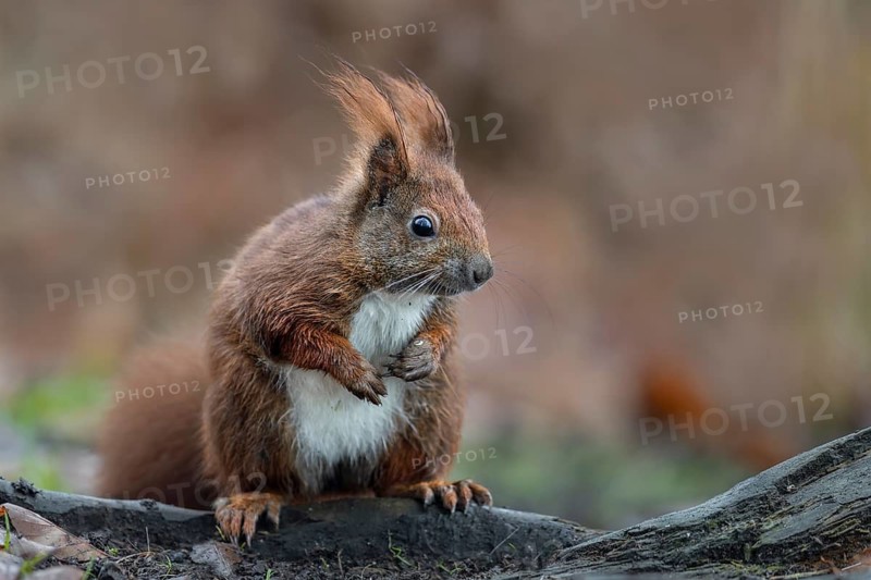 Feeding grounds set up by hunters are not only popular with wild boar, you can clearly see the daily rations on this chubby squirrel (Sciurus vulgaris), food, sweet, cute, December, Germany